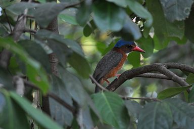 Tangkoko Nationalpark, Nord Sulawesi