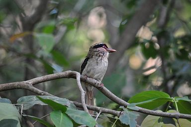 Tangkoko Nationalpark, Nord Sulawesi