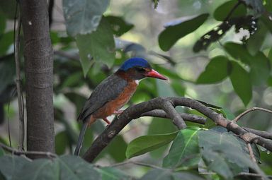 Tangkoko Nationalpark, Nord Sulawesi