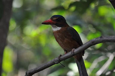 Tangkoko Nationalpark, Nord Sulawesi