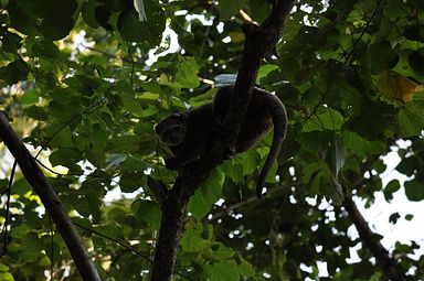 Tangkoko Nationalpark, Nord Sulawesi