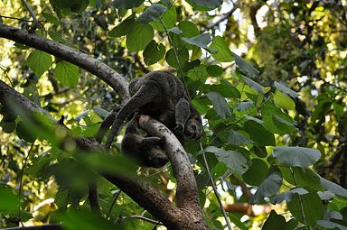 Tangkoko Nationalpark, Nord Sulawesi