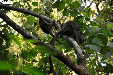 Tangkoko Nationalpark, Nord Sulawesi