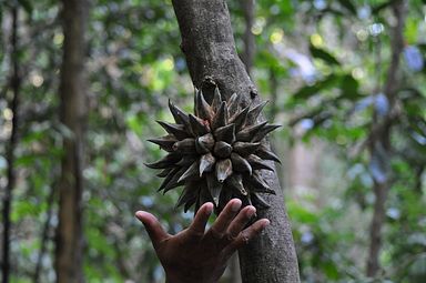 Tangkoko Nationalpark, Nord Sulawesi