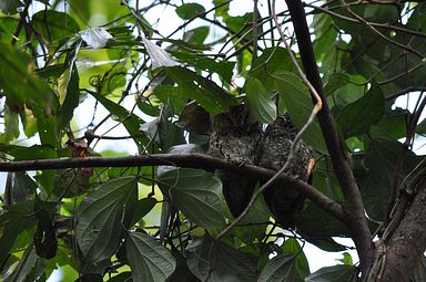 Tangkoko Nationalpark, Nord Sulawesi