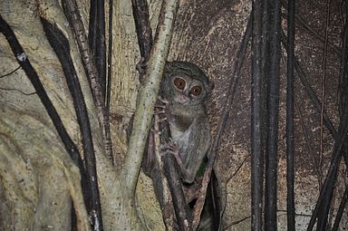 Tangkoko Nationalpark, Nord Sulawesi