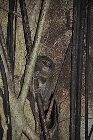 Tangkoko Nationalpark, Nord Sulawesi