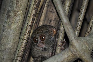 Tangkoko Nationalpark, Nord Sulawesi