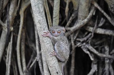 Tangkoko Nationalpark, Nord Sulawesi