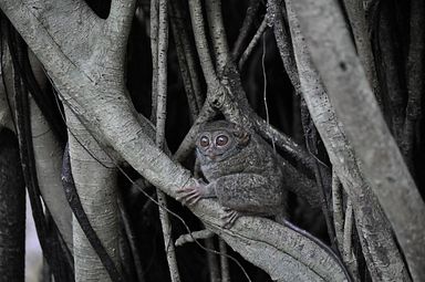 Tangkoko Nationalpark, Nord Sulawesi