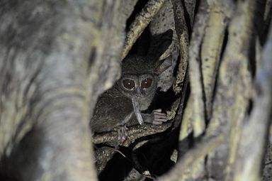 Tangkoko Nationalpark, Nord Sulawesi