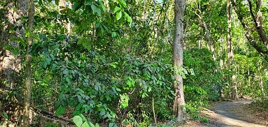 Tangkoko Nationalpark, Nord Sulawesi