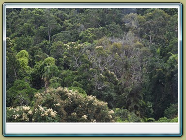 Skyrail Smithfield (Cairns - Kuranda)