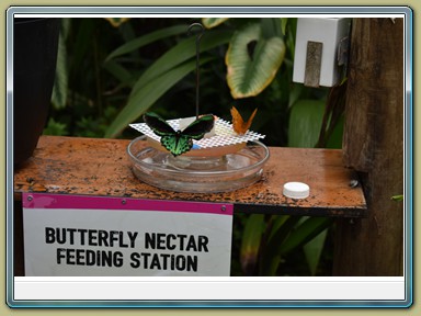 Kuranda Butterfly Sanctuary