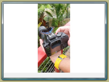 Kuranda Butterfly Sanctuary