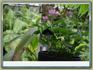 Kuranda Butterfly Sanctuary