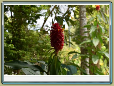 Kuranda Butterfly Sanctuary