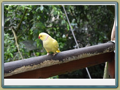 Birdworld Kuranda