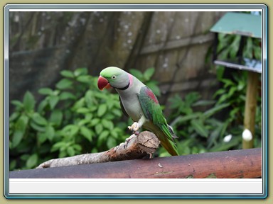 Birdworld Kuranda