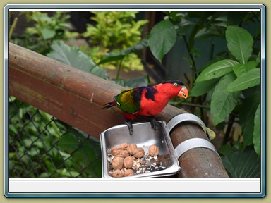 Birdworld Kuranda