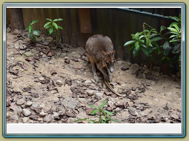 Kuranda Koala Gardens