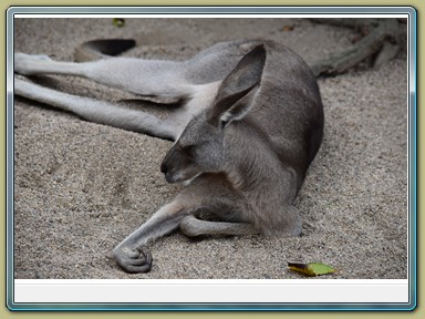 Kuranda Koala Gardens