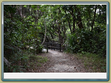 Cape Tribulation (QLD)