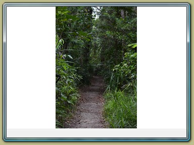 Cape Tribulation (QLD)