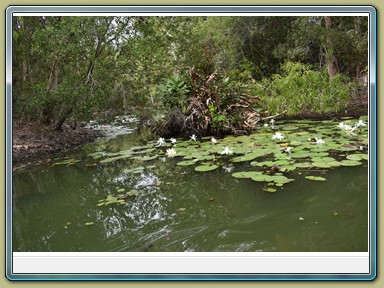 Hartley's Crocodile Adventures,Wangetti (QLD)