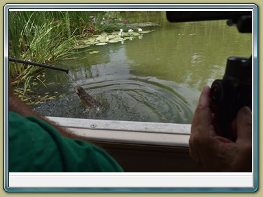 Hartley's Crocodile Adventures,Wangetti (QLD)