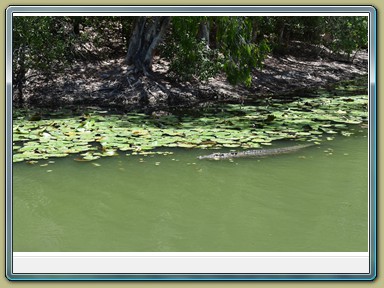 Hartley's Crocodile Adventures,Wangetti (QLD)