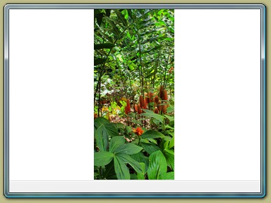 Cairns - Botanic Gardens (QLD)