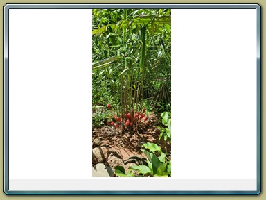 Cairns - Botanic Gardens (QLD)