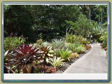 Cairns - Botanic Gardens (QLD)