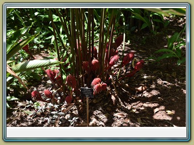 Cairns - Botanic Gardens (QLD)