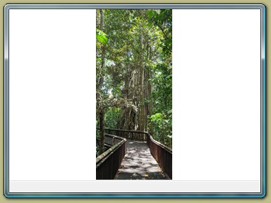 Curtain Fig Tree, Yungabarra (QLD)