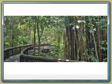 Curtain Fig Tree, Yungabarra (QLD)