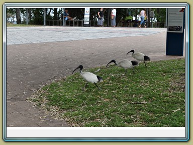 Hervey Bay (QLD)