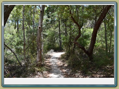 Fraser Island (QLD)