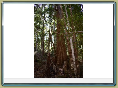 Fraser Island (QLD)