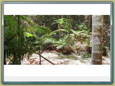 Fraser Island (QLD)