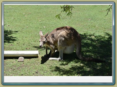 Fraser Wildlife, Maryborough (QLD)