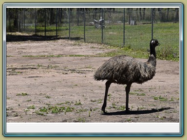 Fraser Wildlife, Maryborough (QLD)