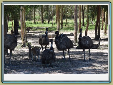 Fraser Wildlife, Maryborough (QLD)