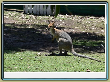 Fraser Wildlife, Maryborough (QLD)