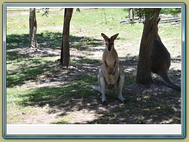 Fraser Wildlife, Maryborough (QLD)