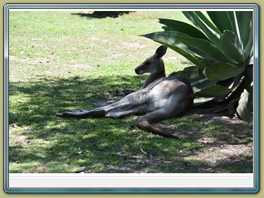 Fraser Wildlife, Maryborough (QLD)