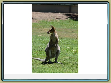 Fraser Wildlife, Maryborough (QLD)