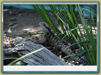 Fraser Wildlife, Maryborough (QLD)