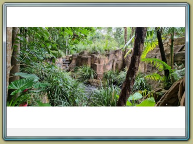 Glow Worm Caves, Tamborine Mountain (QLD)